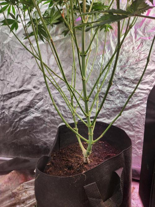 Mimosa champagne dreams. Week 14