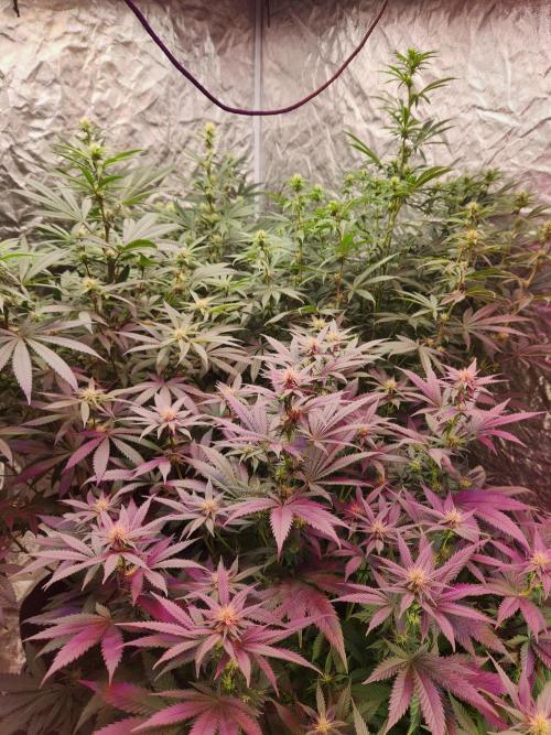 Mimosa champagne dreams. Week 14