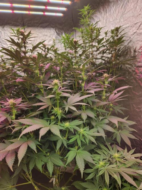 Mimosa champagne dreams. Week 14