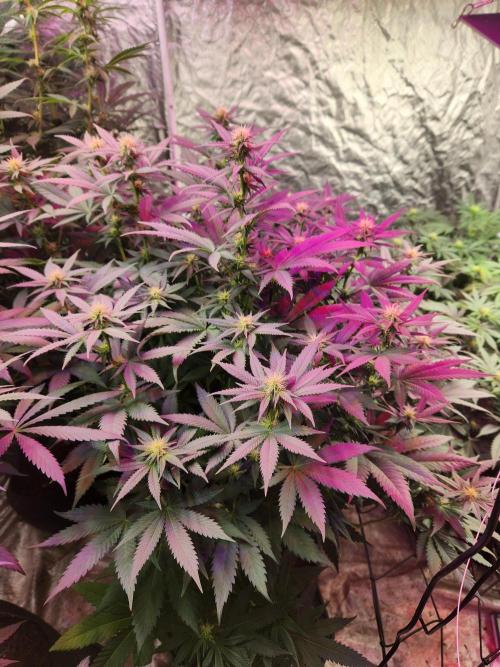 Mimosa champagne dreams. Week 14