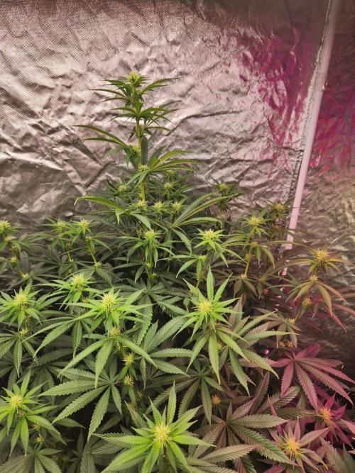 Mimosa champagne dreams. Week 14