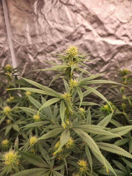 Mimosa champagne dreams. Week 14
