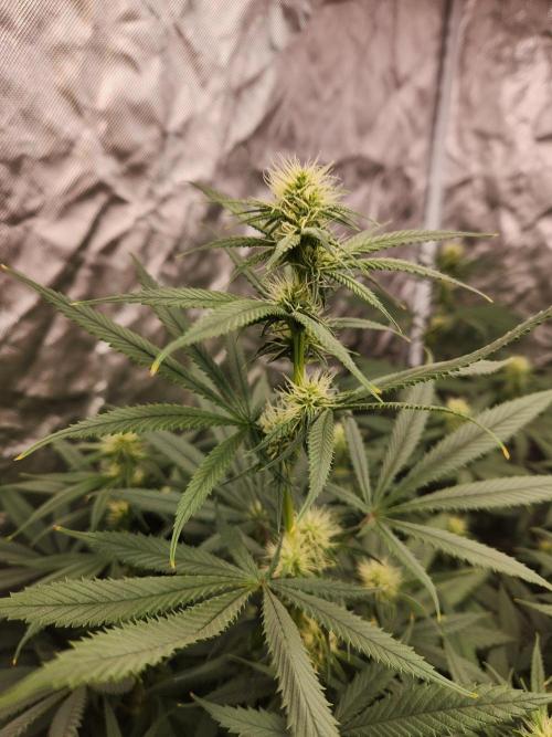 Mimosa champagne dreams. Week 14