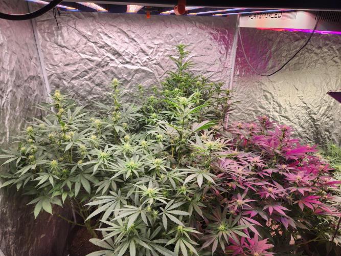 Mimosa champagne dreams. Week 14