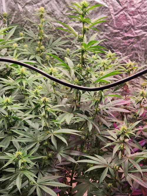 Mimosa champagne dreams. Week 14