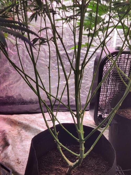 Mimosa champagne dreams. Week 14