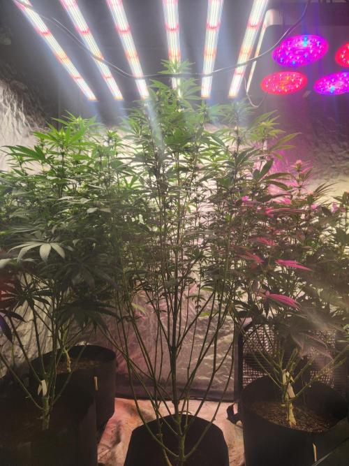 Mimosa champagne dreams. Week 14