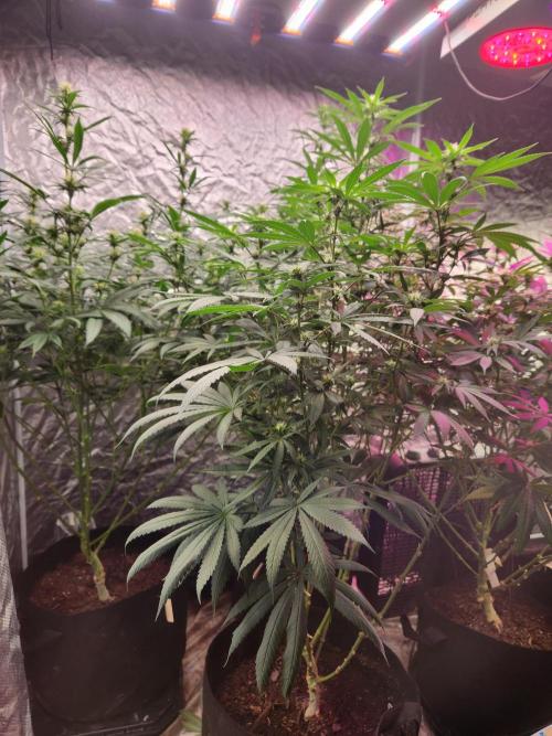 Mimosa champagne dreams. Week 14