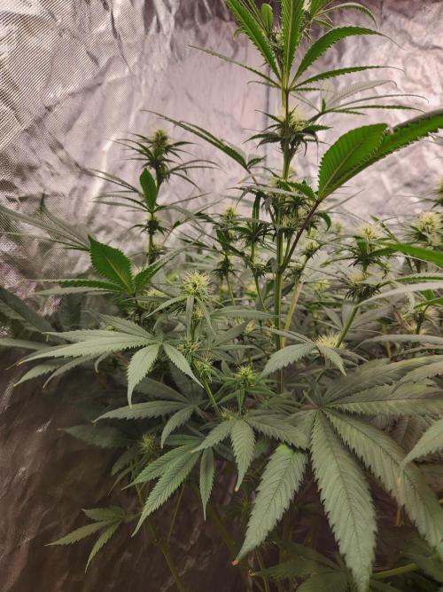 Mimosa champagne dreams. Week 14