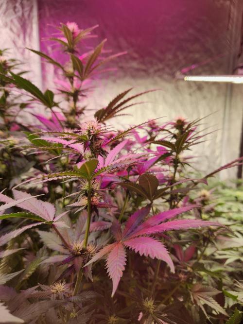 Mimosa champagne dreams. Week 14