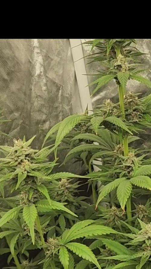 Fast bud 7 pack