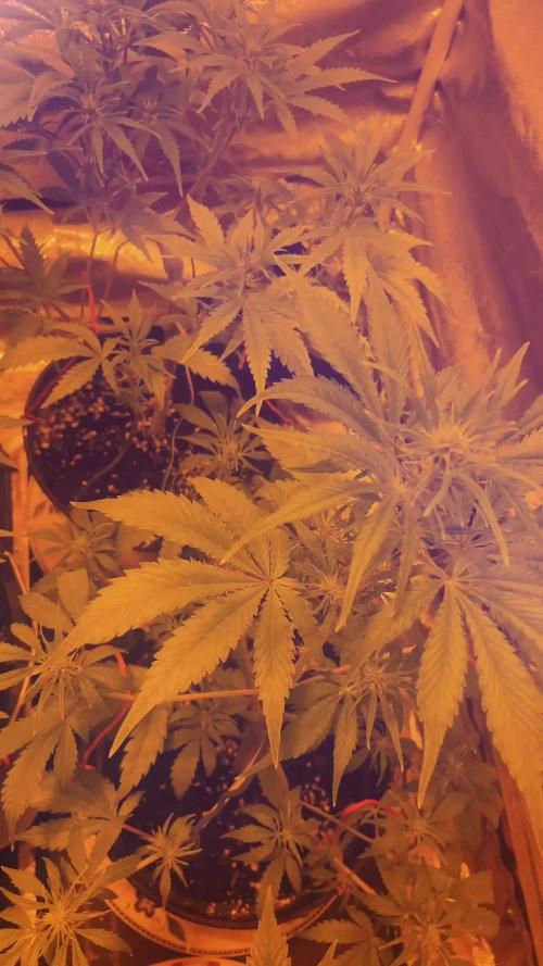 🍀42fastbuds🍀