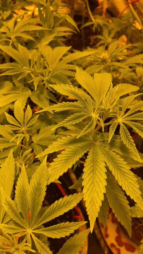 🍀42fastbuds🍀