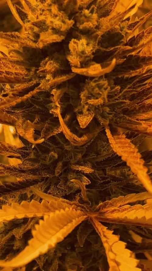 🍀42fastbuds🍀