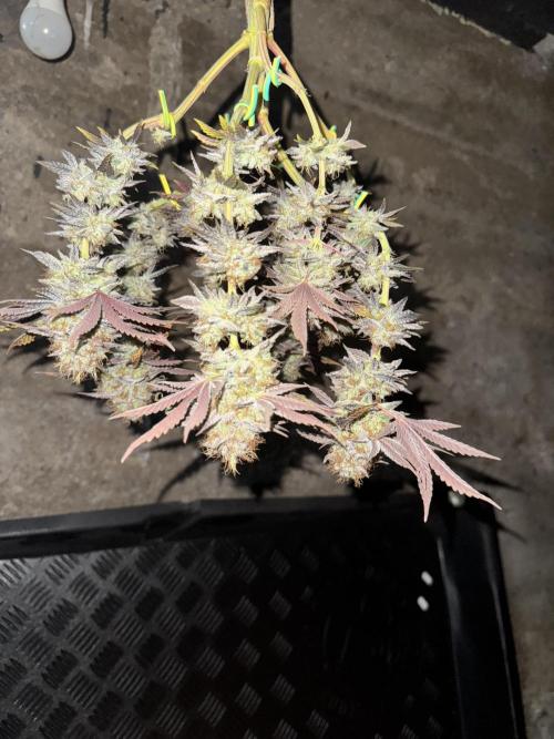 🍀42fastbuds🍀. Week 14