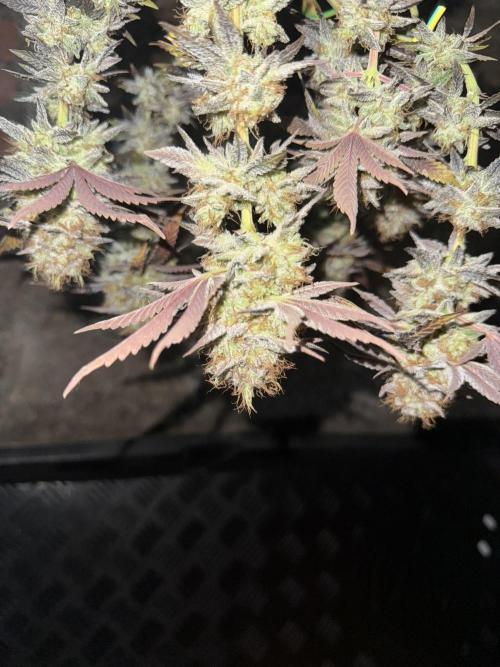 🍀42fastbuds🍀. Week 14