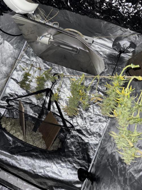 🍀42fastbuds🍀. Week 14