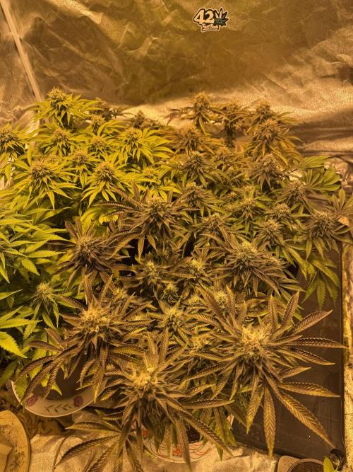 🍀42fastbuds🍀. Week 13