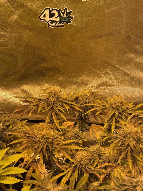 🍀42fastbuds🍀. Week 13