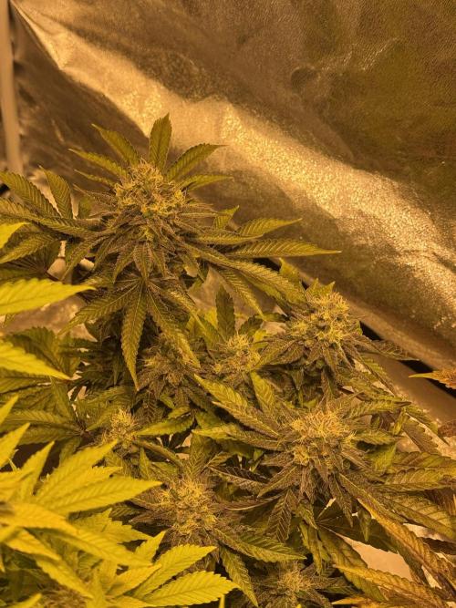 🍀42fastbuds🍀. Week 13