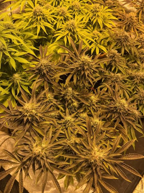 🍀42fastbuds🍀. Week 13