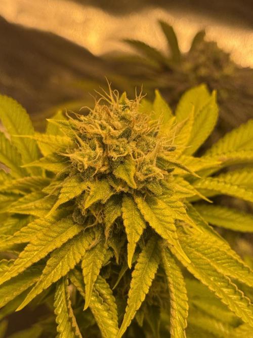 🍀42fastbuds🍀. Week 13