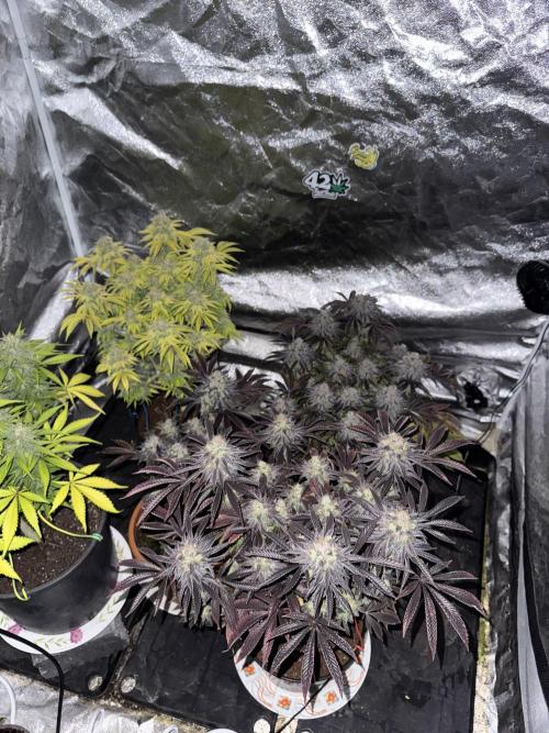 🍀42fastbuds🍀. Week 13