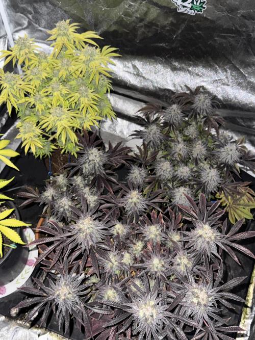 🍀42fastbuds🍀. Week 13