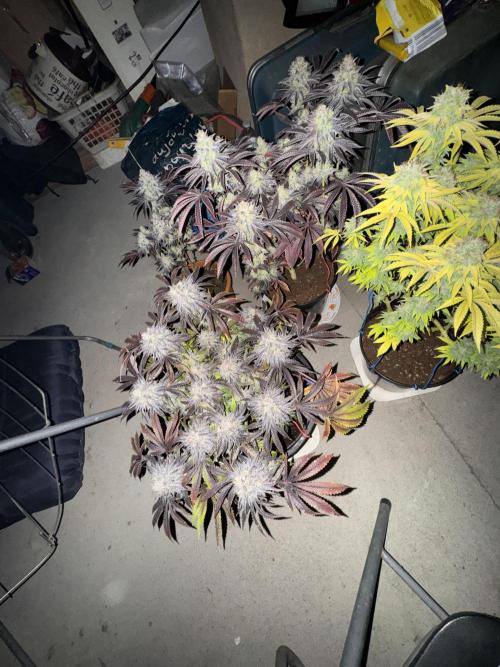 🍀42fastbuds🍀. Week 13