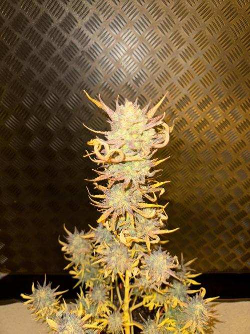 🍀42fastbuds🍀. Week 14