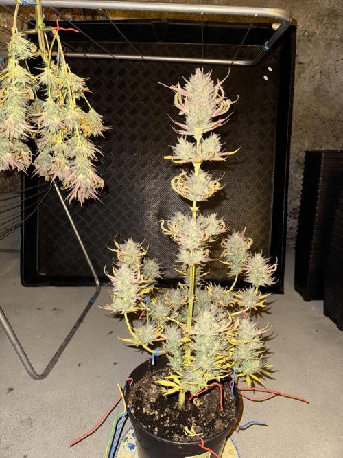 🍀42fastbuds🍀. Week 14