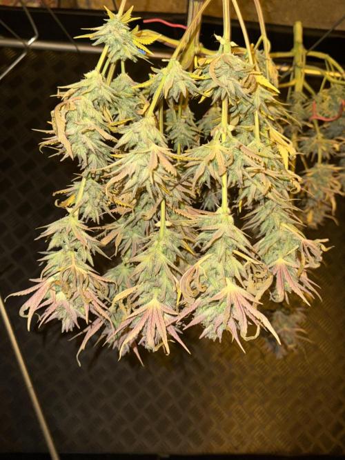 🍀42fastbuds🍀. Week 14