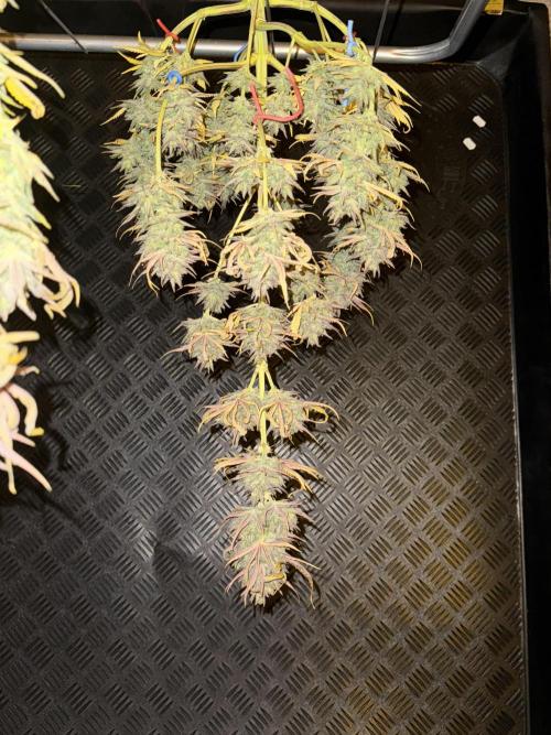 🍀42fastbuds🍀. Week 14