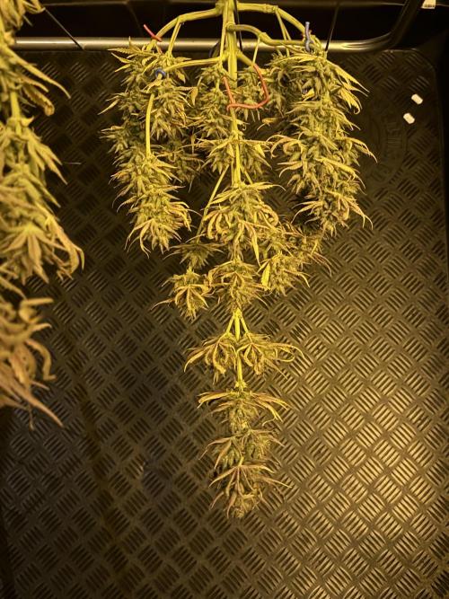 🍀42fastbuds🍀. Week 14