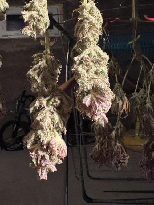 🍀42fastbuds🍀. Week 14