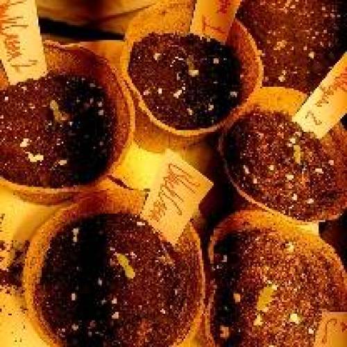 First Time Indoor BlackCream & Bubblegum. Week 1 - Day 2: all sprouted and Open. Looking good.