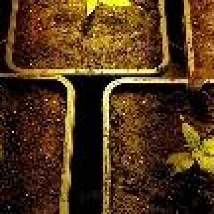 First Time Indoor BlackCream & Bubblegum. Week 2 - Day 8 (Repot)