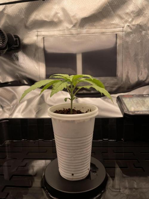 Bruce Banner | Fem, Photo | 28% THC. Week 2 - 14 days