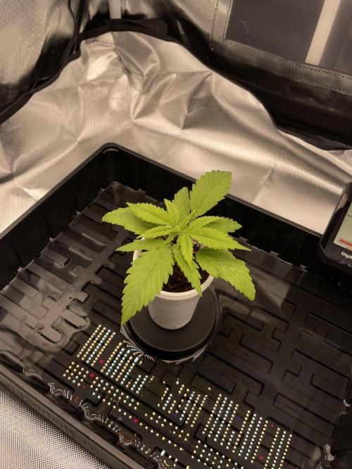 Bruce Banner | Fem, Photo | 28% THC. Week 2 - 14 days