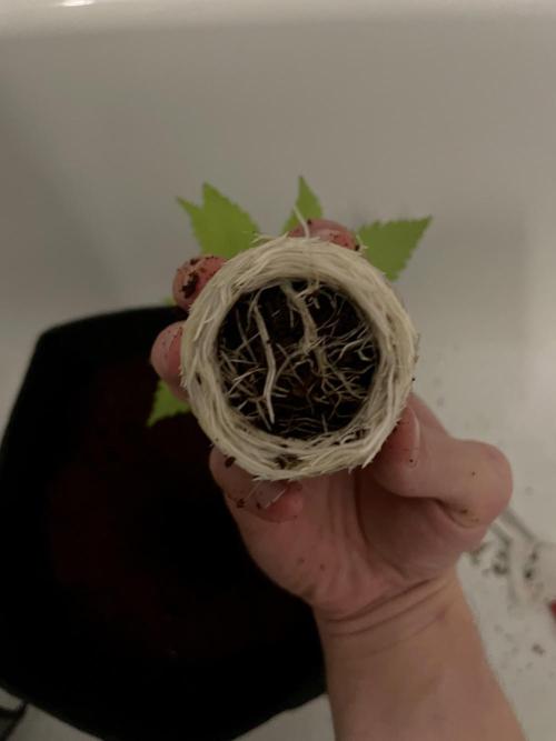 Bruce Banner | Fem, Photo | 28% THC. Week 3 - Transplanting into a 15-liter pot