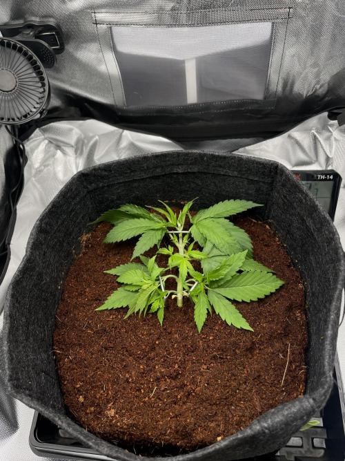 FTP. Week 3