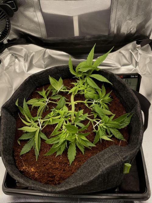 FTP. Week 4