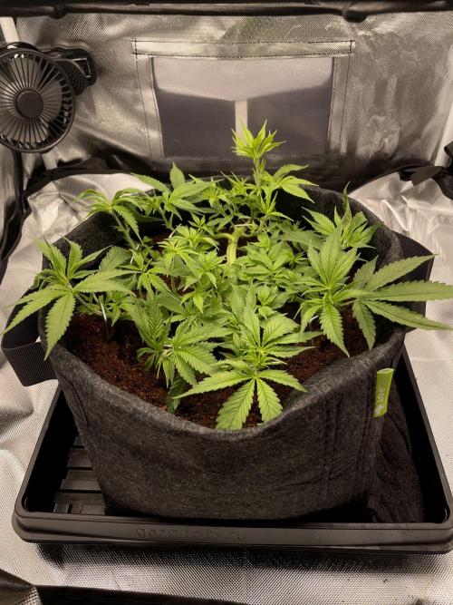 Bruce Banner | Fem, Photo | 28% THC. Week 5