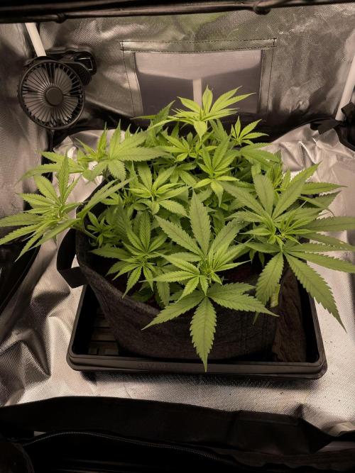 Bruce Banner | Fem, Photo | 28% THC. Week 6