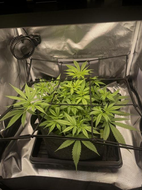 Bruce Banner | Fem, Photo | 28% THC. Week 6