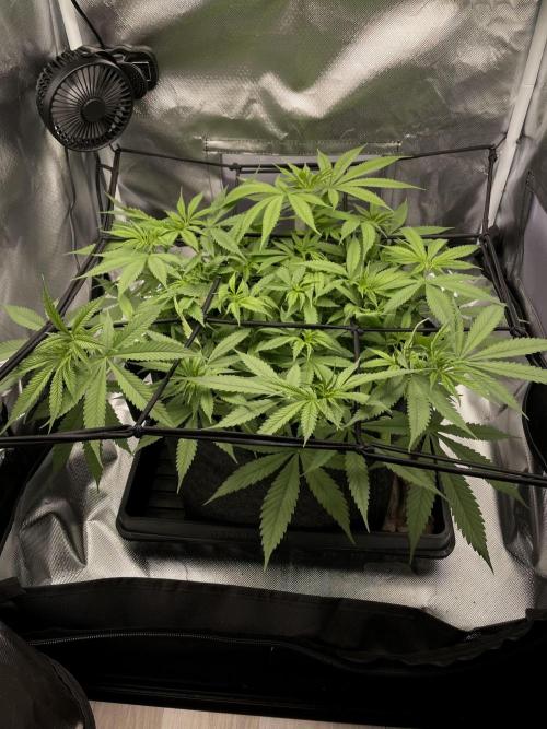 Bruce Banner | Fem, Photo | 28% THC. Week 6