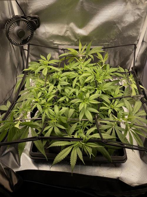 Bruce Banner | Fem, Photo | 28% THC. Week 6