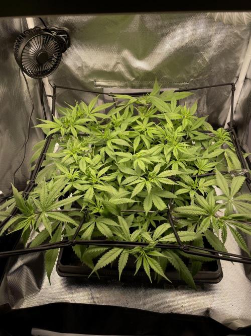 Bruce Banner | Fem, Photo | 28% THC. Week 6