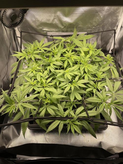 FTP. Week 7