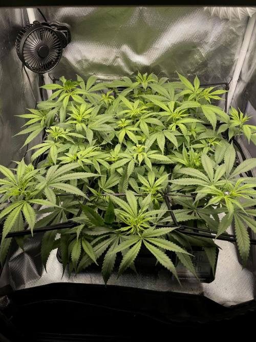 FTP. Week 7